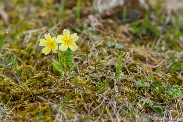 Coucou, Primevère officinale – Primula veris L., 1753, (Station de ski de Gourette, Eaux Bonnes (65), France, le 15/06/2020)