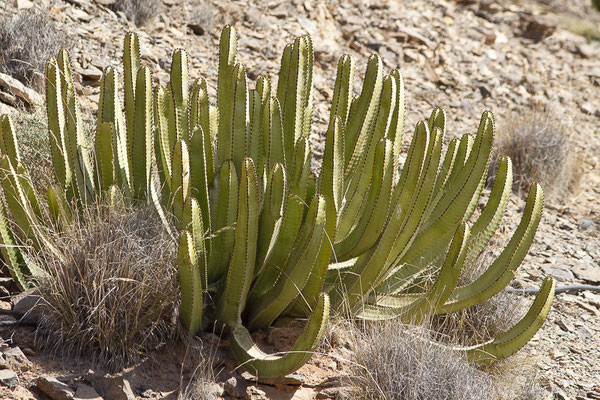 Euphorbe des Canaries — Euphorbia canariensis L., 1753, (Oasis Park, Fuerteventura, (Iles Canaries, Espagne), le 16/02/2022)