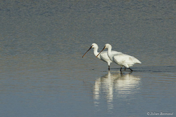 Spatule blanche — Platalea leucorodia Linnaeus, 1758, (adultes) (Réserve Naturelle des Marais de Séné (56), France, le 19/11/2017)