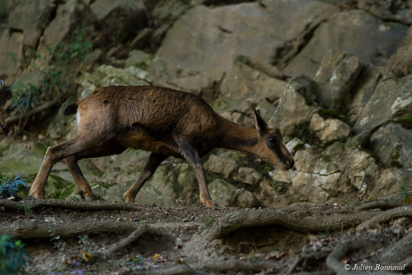 Isard – Rupicapra pyrenaica (Hermann, 1780), (Parc animalier des pyrénées, Argelès-Gazost (65), France, le 03/10/2017)