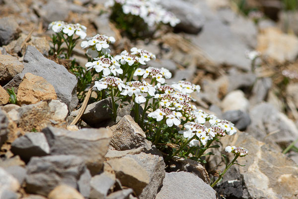 Iberis de Pruiti – Iberis carnosa Willd., 1800, (Station de ski de La Pierre-Saint-Martin, Arette (64), France, le 15/05/2022)