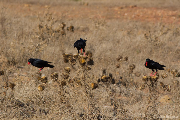 Crave à bec rouge — Pyrrhocorax pyrrhocorax (Linnaeus, 1758), (Sagres (Vila do Bispo), (Algarve), Portugal, le 31/08/2018)