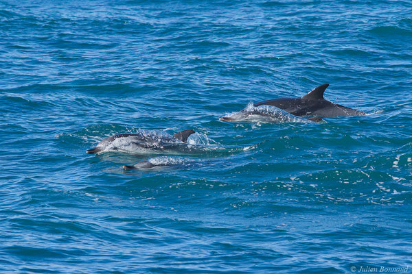 Dauphin bleu et blanc – Stenella coeruleoalba (Meyen, 1833), (Saint-Jean-de-Luz (64), France, le 06/11/2021)