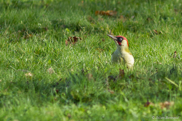 Pic vert — Picus viridis Linnaeus, 1758, (mâle adulte) (Pontivy (56), France, le 14/11/2017)