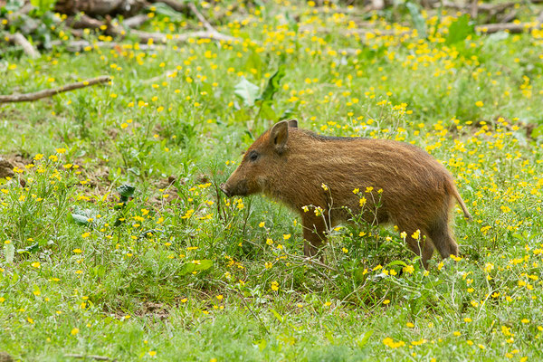 Sanglier — Sus scrofa Linnaeus, 1758, (La Ferme aux Cerfs, Le Houga (32), France, le 10/05/2023)