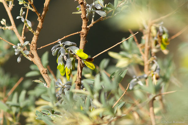 Anagyre fétide — Anagyris foetida L., 1753