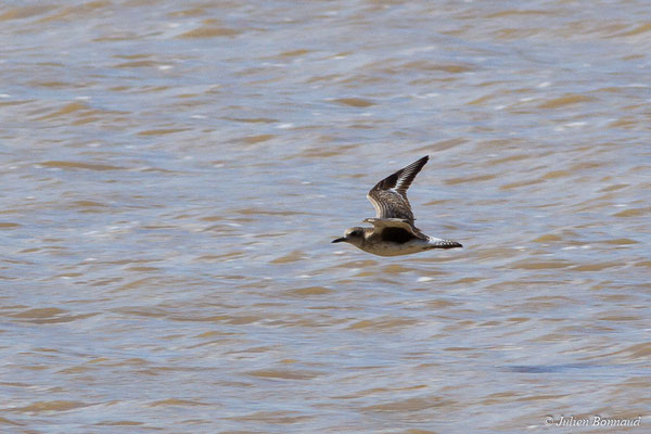 Pluvier argenté – Pluvialis squatarola (Linnaeus, 1758), (adulte, plumage internuptial) (Route des plages, Remire-Montjoly, Guyane, le 29/03/2017)