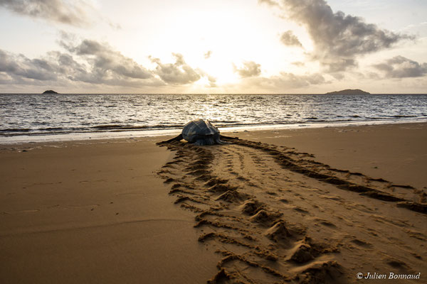 Tortue luth — Dermochelys coriacea (Vandelli, 1761)