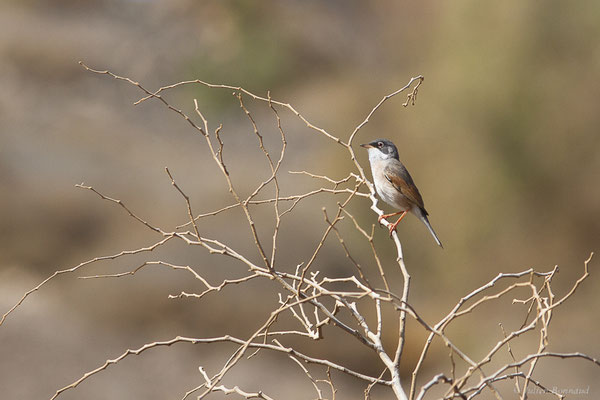 Fauvette à lunettes — Sylvia conspicillata Temminck, 1820, (Esquinzo, Fuerteventura, (Iles Canaries, Espagne), le 14/02/2022)