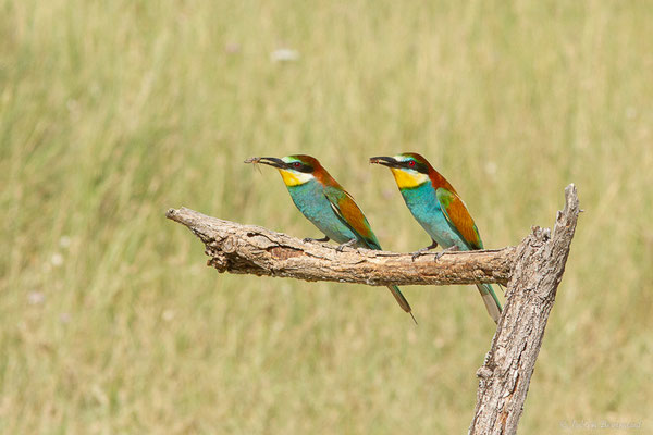 Guêpier d'Europe — Merops apiaster Linnaeus, 1758, (Pitillas (Navarre), Espagne, le 15/07/2023)