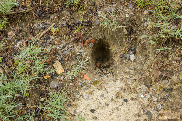 Lapin de garenne — Oryctolagus cuniculus (Linnaeus, 1758), (grattis) (Pontonx (40), France, le 23/06/2021)