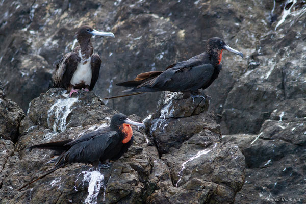 Frégate superbe — Fregata magnificens Mathews, 1914, (mâles adultes), (Île du Grand Connétable, Guyane, le 09/08/2017)