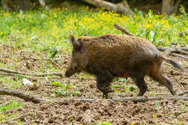 Sanglier — Sus scrofa Linnaeus, 1758, (La Ferme aux Cerfs, Le Houga (32), France, le 10/05/2023)