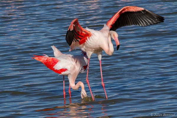 Flamant rose – Phoenicopterus roseus Pallas, 1811, (Parc ornithologique de Pont de Gau (13), France, le 20/02/2020)