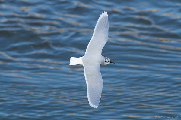 Mouette pygmée — Hydrocoloeus minutus (Pallas, 1776), (Capbreton (40), France, le 02/12/2022)