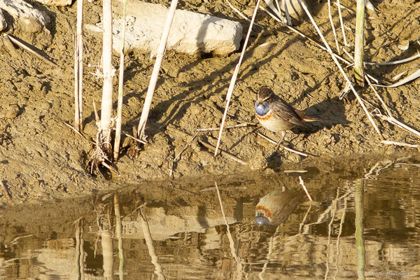 Gorgebleue à miroir — Luscinia svecica (Linnaeus, 1758), (Parc Naturel du Delta de l'Ebre (Catalogne), Espagne, le 06/02/2022)