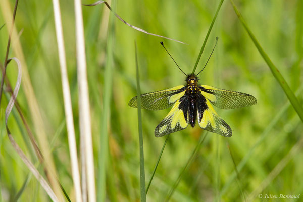 Ascalaphe soufré (Libelloides coccajus) (Pihourc, Saint-Godens (31), France, le 21/05/2018)