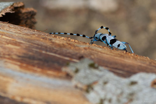 Rosalie des Alpes — Rosalia alpina (Linnaeus, 1758), (Bedous (64), France, le 03/08/2025)
