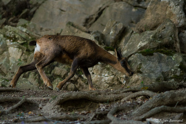 Isard – Rupicapra pyrenaica (Hermann, 1780), (Parc animalier des pyrénées, Argelès-Gazost (65), France, le 03/10/2017)