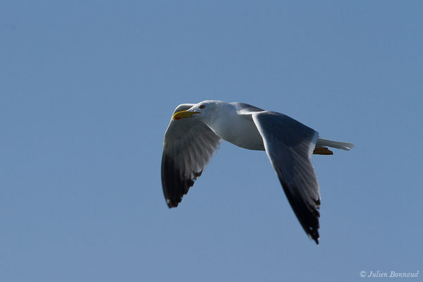 Goéland cantabrique — Larus michahellis lusitanius Joiris, 1978, (Saint-Jean-de-Luz (64), France, le 20/04/2019)