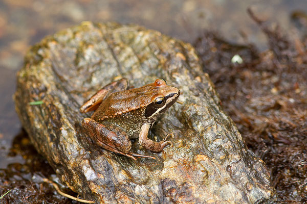 Grenouille Ibérique — Rana iberica Boulenger, 1879