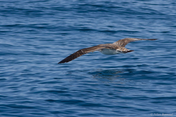 Puffin cendré — Calonectris diomedea (Scopoli, 1769), (Sagres (Vila do Bispo), (Algarve), Portugal, le 31/08/2018)