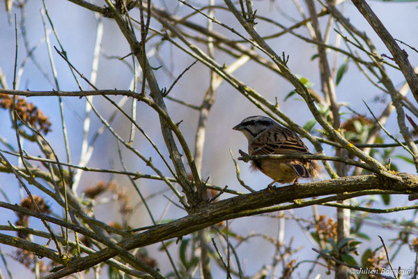 Bruant fou — Emberiza cia Linnaeus, 1766, (mâle en plumage nuptial) (Agos-Vodalos (65), France, le 03/03/2018)