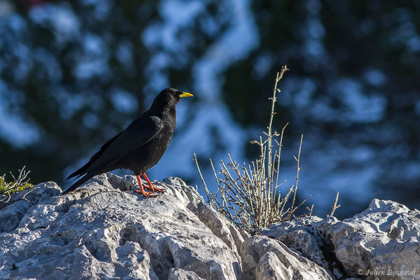 Chocard à bec jaune — Pyrrhocorax graculus (Linnaeus, 1758), (La Pierre Saint Martin, Arette (64), France, le 07/12/2019)