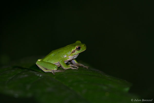 Rainette sarde — Hyla sarda (Betta, 1857)