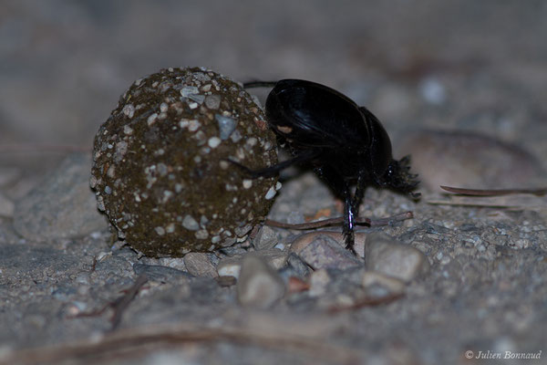 Bousier sacré ou Scarabée sacré (Scarabaeus sacer) (Parque Natural de la Sierra de Andújar (Andalousie), Espagne, le 10/08/2020)