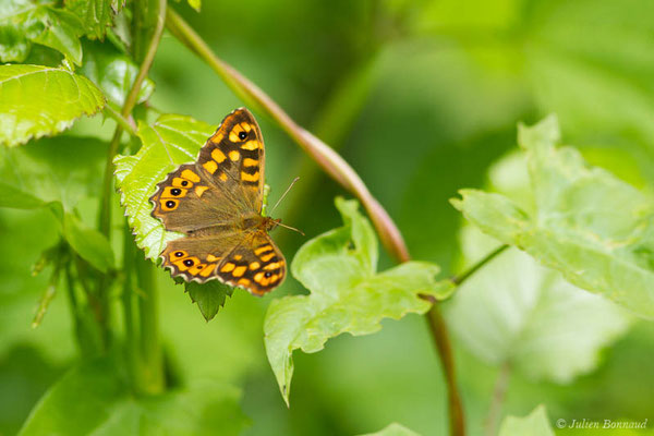 Tircis ou Argus des Bois — Pararge aegeria (Linnaeus, 1758), (Bayonne (64), France, le 06/05/2021)