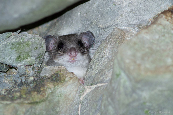 Loir gris — Glis glis (Linnaeus, 1766)