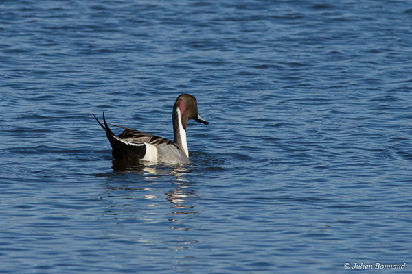 Canard pilet — Anas acuta Linnaeus, 1758, (réserve ornithologique du Teich (33), France, le 24/01/2018)
