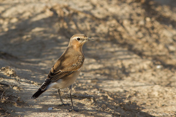 Traquet motteux — Oenanthe oenanthe (Linnaeus, 1758), (Bardenas Real, Tudela (Aragon), Espagne, le 30/09/2021)