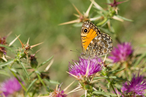 Mégère corse — Lasiommata paramegaera (Hübner, 1824), (Forêt d'Aitone, Évisa (2A), France, le 11/09/2019)