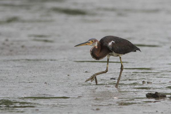 Aigrette tricolore — Egretta tricolor (Statius Müller, 1776), (immature), (Dégrad de Guatémala, Guyane, le 02/01/2016)