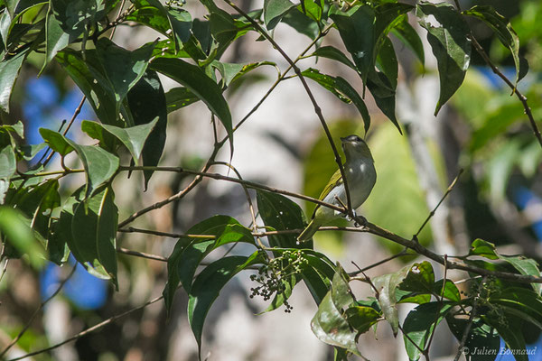 Viréo aux yeux rouges — Vireo olivaceus (Linnaeus, 1766), (Galion, Guyane, le 06/06/2016)