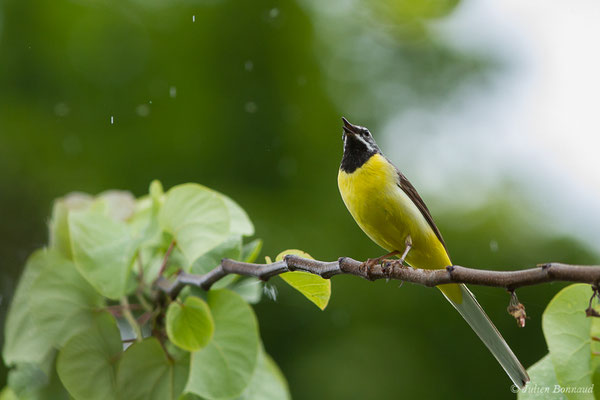 Bergeronnette des ruisseaux – Motacilla cinerea Tunstall, 1771, (Nay (64), France, le 28/05/2019)