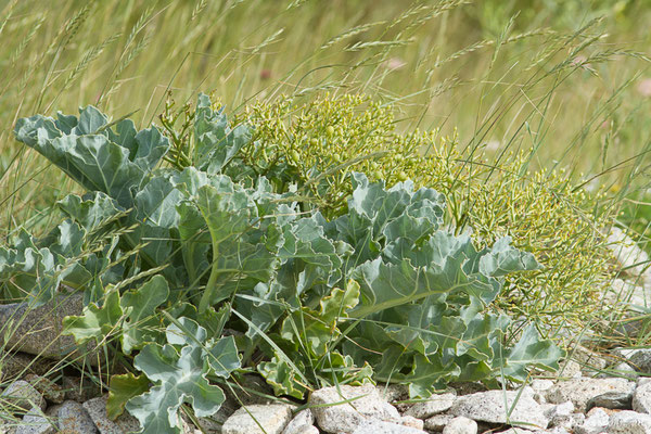 Crambe maritime – Crambe maritima L., 1753, (Île-Grande, Pleumeur-Bodou (22), France, le 06/07/2021)