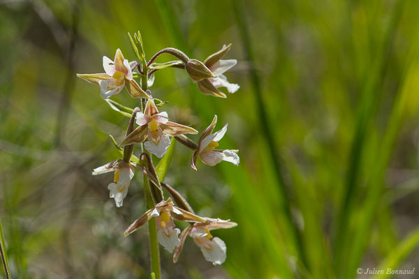 Épipactis des marais — Epipactis palustris (L.) Crantz, 1769
