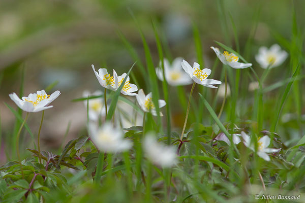 Anémone des bois — Anemone nemorosa L., 1753