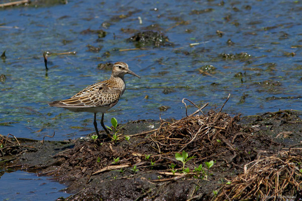 Bécasseau tacheté ou Bécasseau à poitrine cendrée — Calidris melanotos (Vieillot, 1819), (adulte, plumage internuptial), (Marais Leblond, Cayenne, Guyane, le 26/09/2016)
