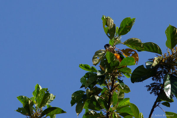 Caïque maïpouri — Pionites melanocephalus (Linnaeus, 1758), (sentier du Rorota, Remire-Montjoly, Guyane, le 23/07/2016)