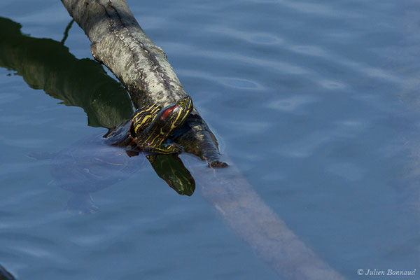 Trachémyde à tempes rouges ou Tortue de Floride — Trachemys scripta elegans (Wied, 1839),  (Lac d'Orthez (64), France, le 16/03/2019)