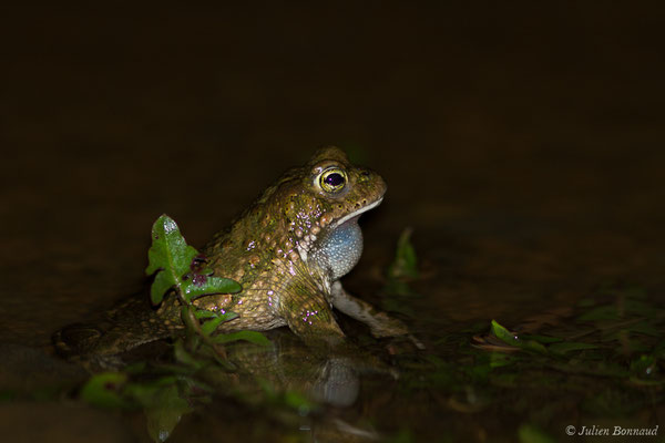 Crapaud calamite — Epidalea calamita (Laurenti, 1768)