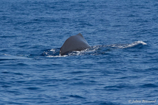 Cachalot, Cachalot macrocéphale ou Grand cachalot – Physeter macrocephalus Linnaeus, 1758, (au large de Deshaies, Basse-Terre le 22/05/2016)