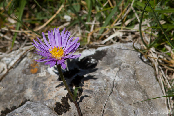 Aster des Alpes — Aster alpinus L., 1753, (Col du Pourtalet, Laruns (64), France, le 06/07/2019)