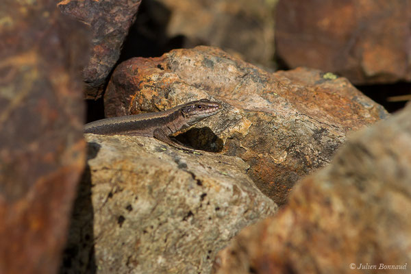 Lézard de Bonnal — Iberolacerta bonnali (Lantz, 1927)
