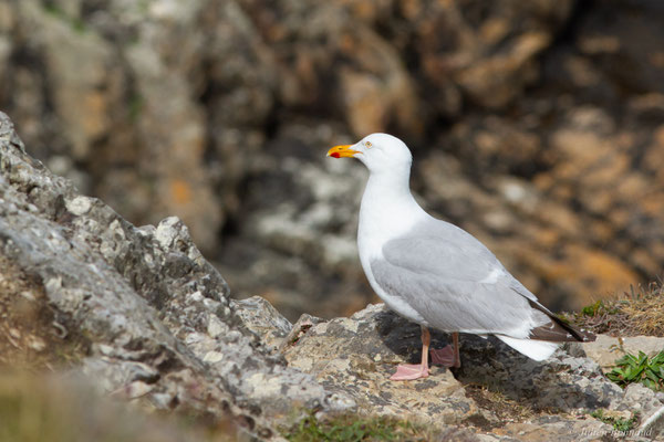 Goéland argenté — Larus argentatus Pontoppidan, 1763, (Cap Fréhel, Plévenon (22), France, le 06/07/2021)