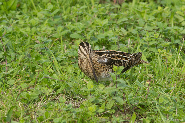 Bécassine des marais — Gallinago gallinago (Linnaeus, 1758), (Saligue aux oiseaux, Biron (64) France, le 27/10/2019)